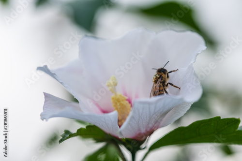 bees collect pollen in flowers