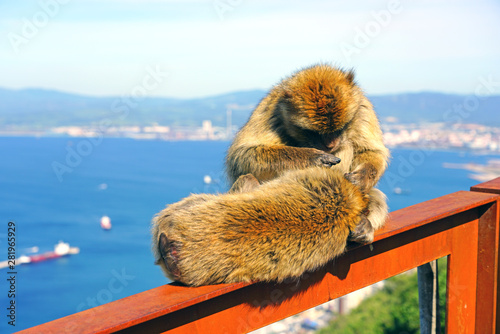 View of two wild Barbary Macaque monkeys grooming each other at the top of the Rock of Gibraltar