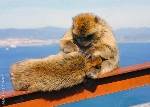 View of two wild Barbary Macaque monkeys grooming each other at the top of the Rock of Gibraltar