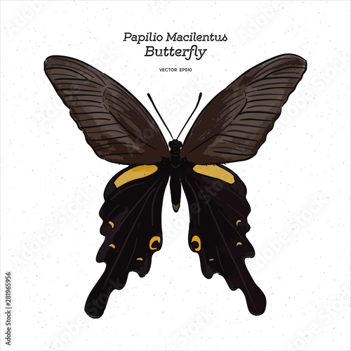 Papilio macilentus, the long tail spangle, is a species of butterfly