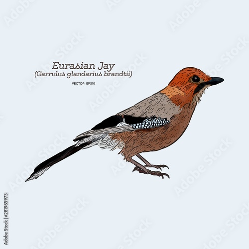 Eurasian Jay (Garrulus glandarius) . hand draw sketch vector.