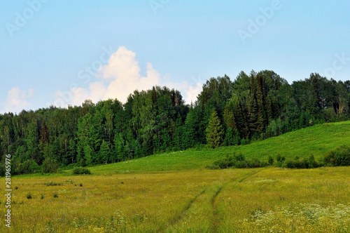 landscape, sky, nature, grass, forest