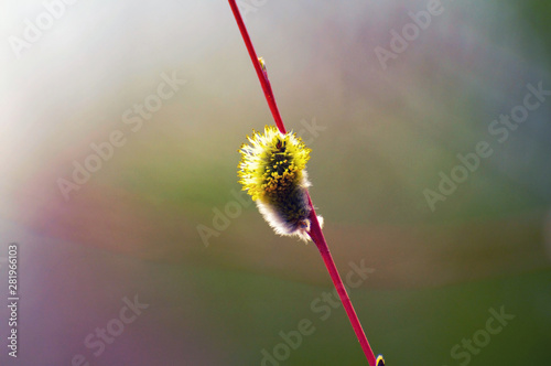 flower, dandelion, nature, plant, green