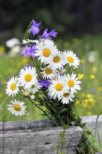 flower, daisy, nature, summer, white