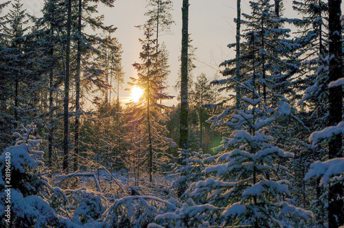 snow, winter, forest, tree, landscape, cold