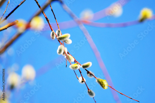spring, tree, branch, nature, willow