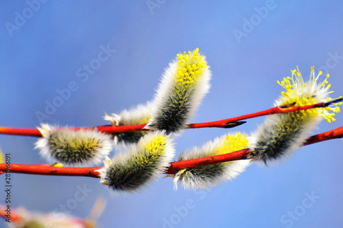 nature, plant, flower, spring, willow