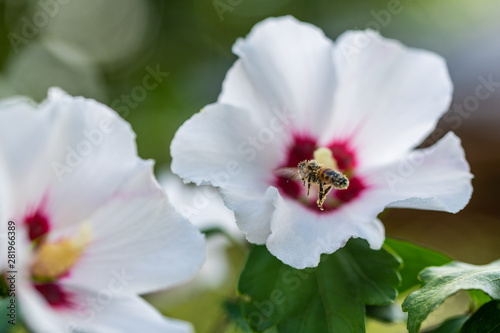 bees collect pollen  in flowers