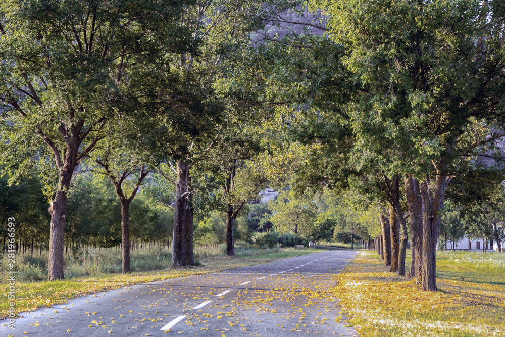 Naklejka premium Autumn in the park
