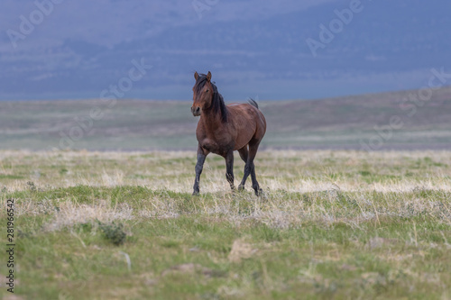 Wild Horse in the Utah Desert © natureguy