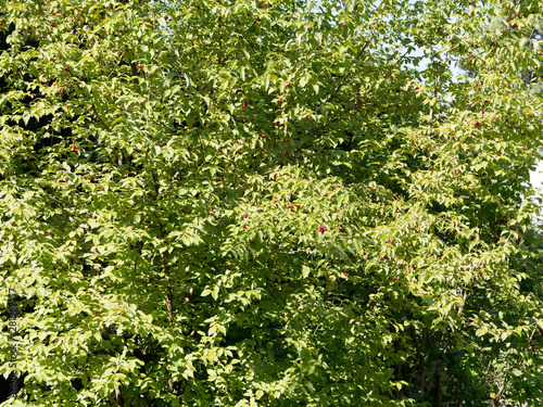 Cornus mas | Fructification du cornouiller mâle ou sauvage de drupes rouges mûres au goût acidulé  