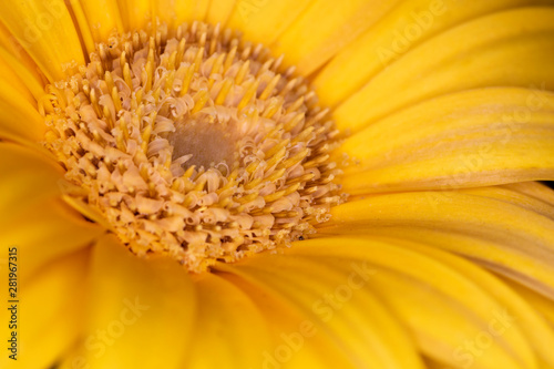 Gerbera yellow flower head  genus of plants in the Asteraceae of the daisy family native to tropical regions of South America  Africa and Asia  macro with shallow depth of field 
