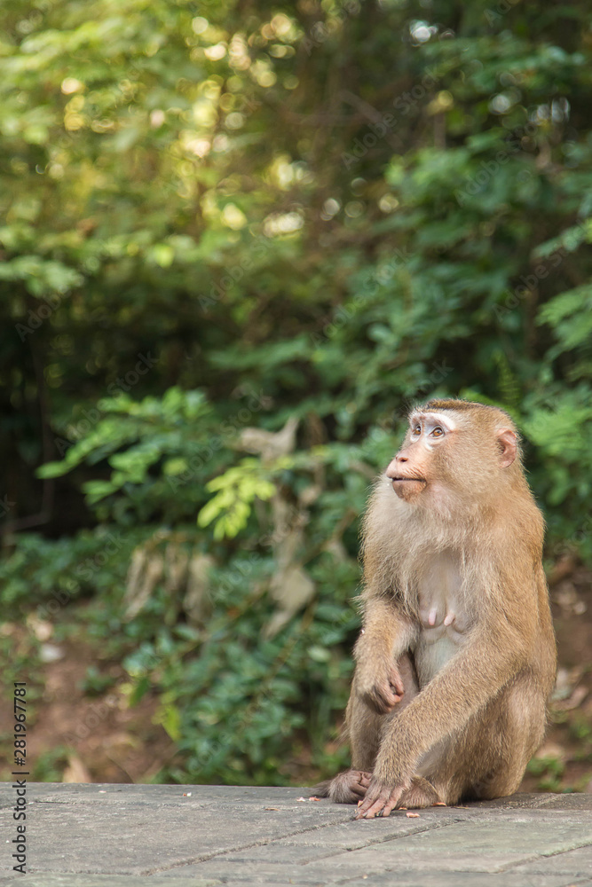 Fototapeta premium A cute monkey lives in a natural forest of Thailand.