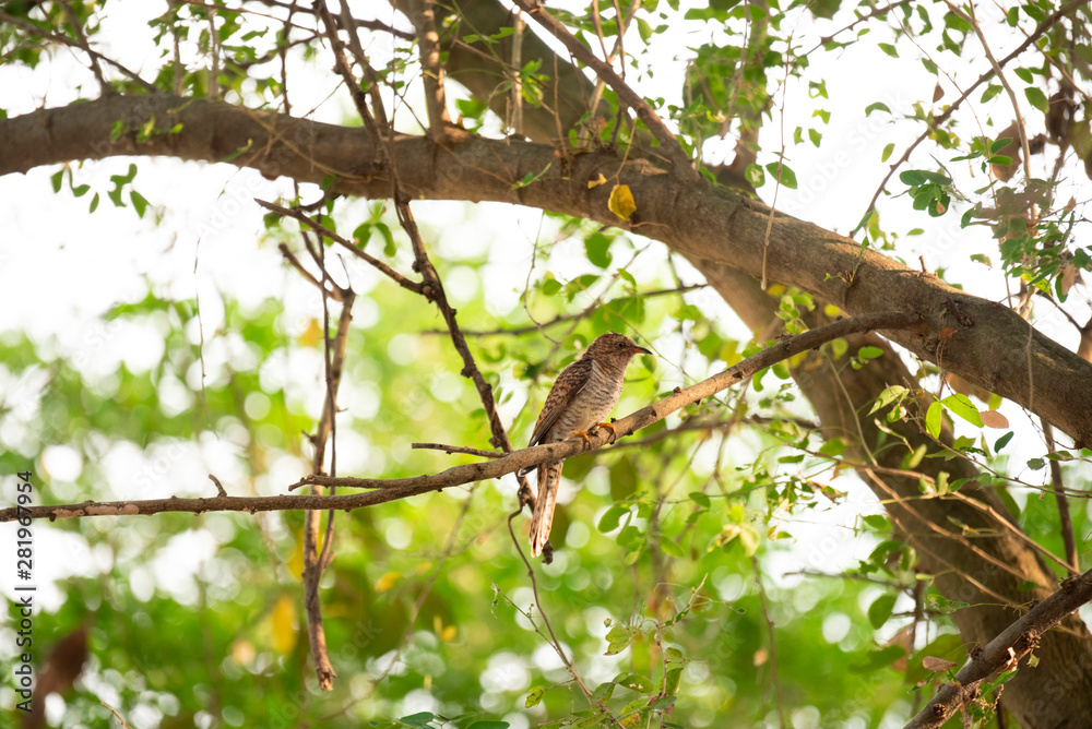 branch with green leaves on background of blue sky branch with green leaves on background of blue sky