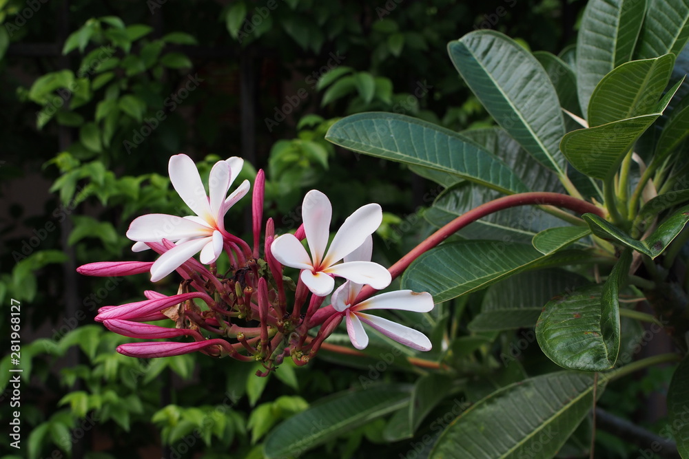 Temple tree flowers, Apocynaceae Frangipani or Plumeria and Wrightia religiosa branches and leaves Temple tree flowers, Apocynaceae Frangipani or Plumeria and Wrightia religiosa branches and leaves
