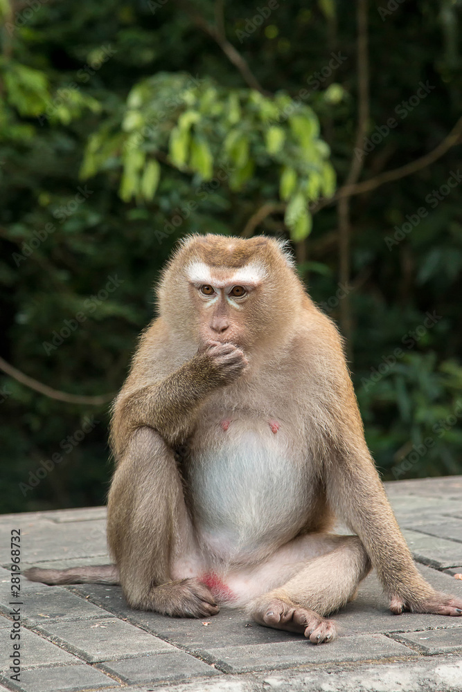 A cute monkey lives in a natural forest of Thailand.