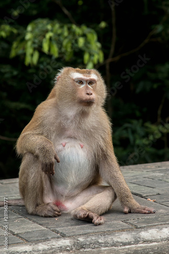 A cute monkey lives in a natural forest of Thailand. © gidtapas