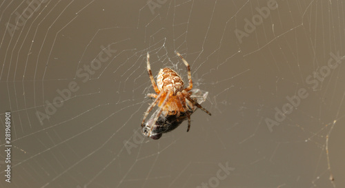 Macro scene of a spider in a web and a trapped fly 