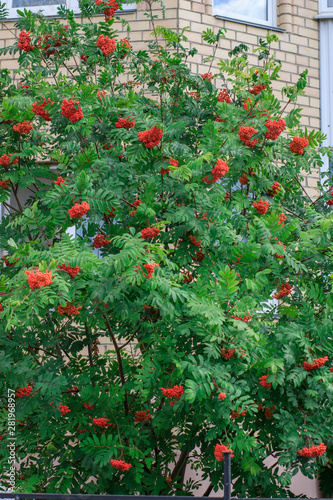 Gardening: mountain ash with bright orange bunches of berries