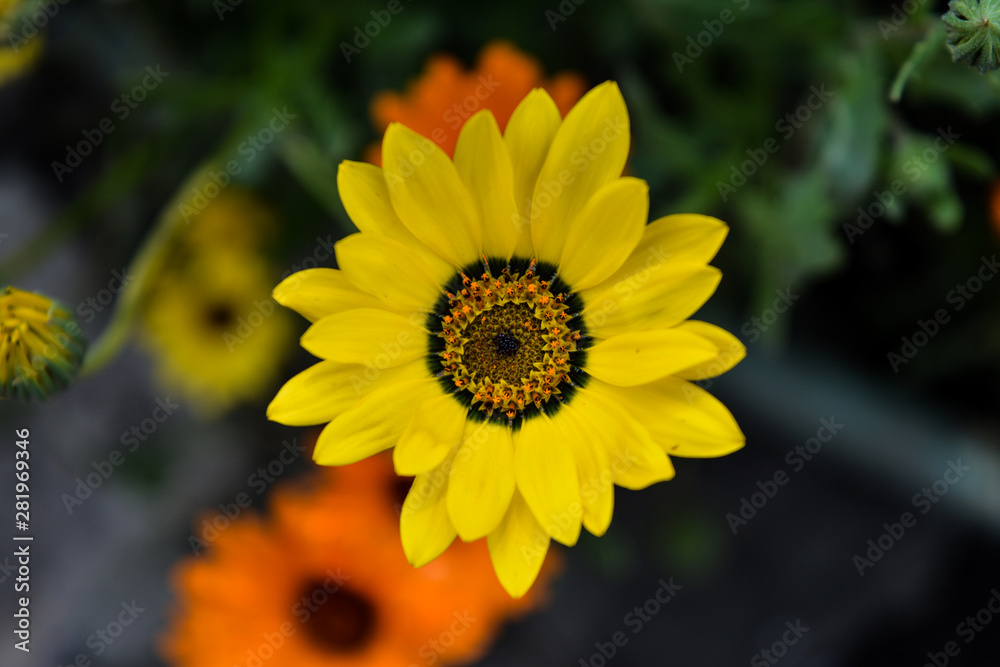 yellow and orange flowers in the garden yellow and orange flowers in the garden