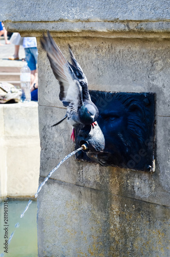 a bird pigeon drinking water from the ancient fountain on a hot summer day © Tetiana Kurian