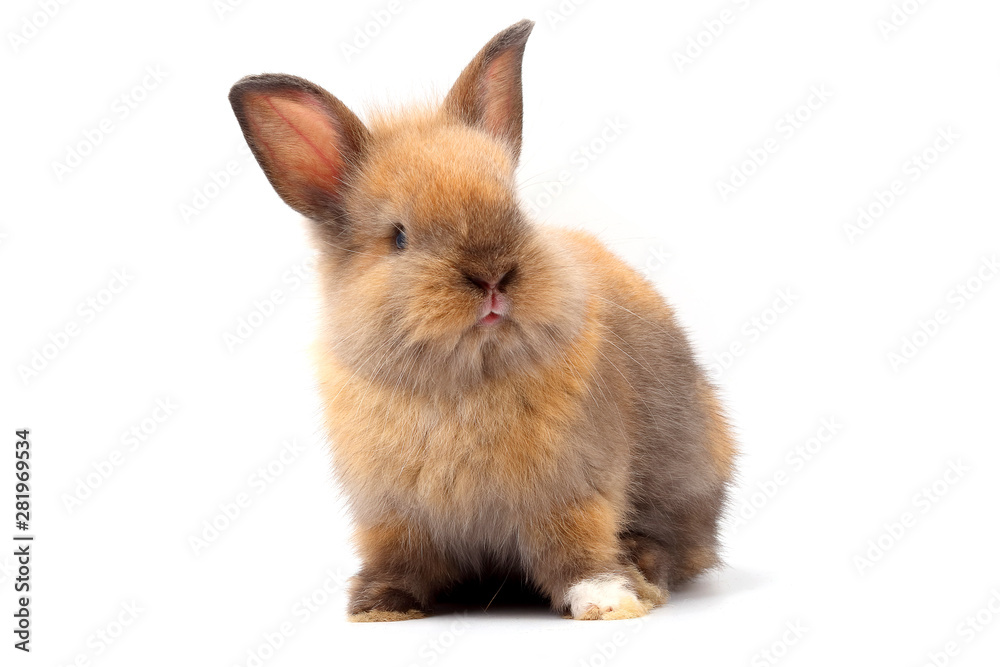 Little rabbit, cute ears, sitting on a white background Little rabbit, cute ears, sitting on a white background