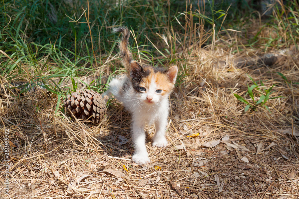 little tricolor cat little tricolor cat