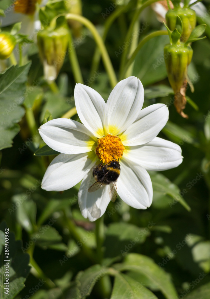 Obraz premium bumble bee on a flower