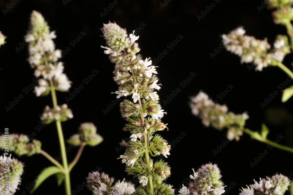 Macrophotography of mint flowers against the black background Macrophotography of mint flowers against the black background