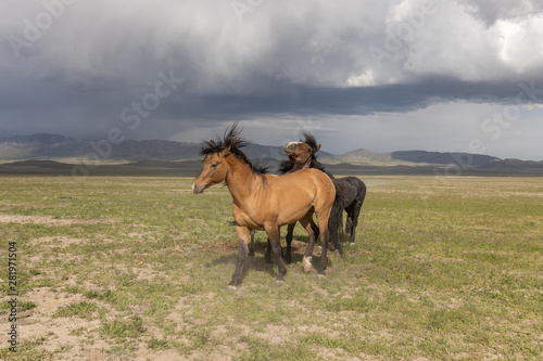 Beautiful Wild Horses in the Utah Desert in Summer © natureguy