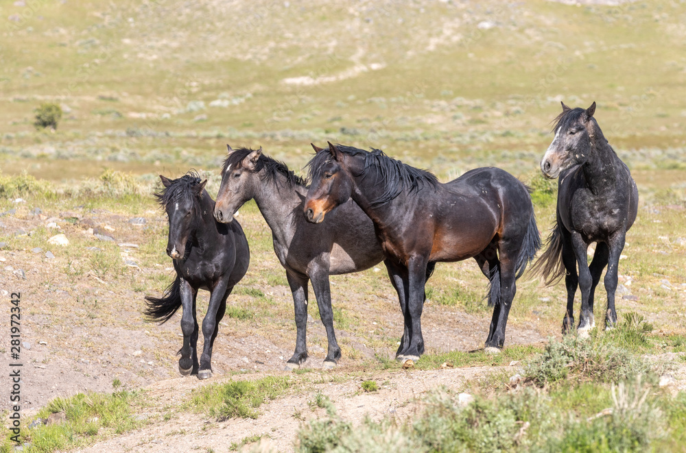Obraz premium Beautiful Wild Horses in the Utah Desert in Summer