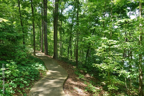 A path among trees into the woods