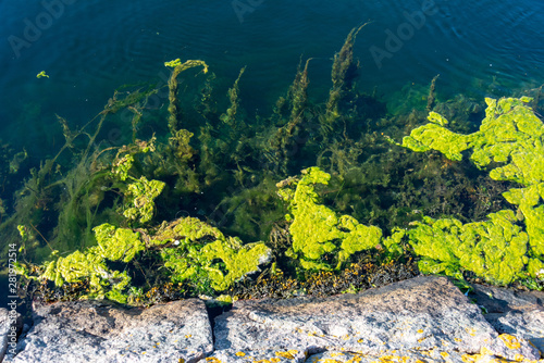 View on algae of the Baltic Sea photo