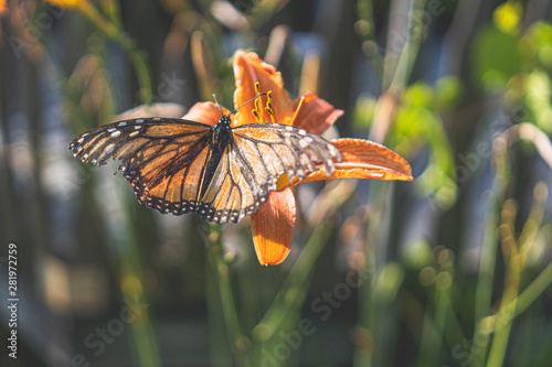 The Monarch