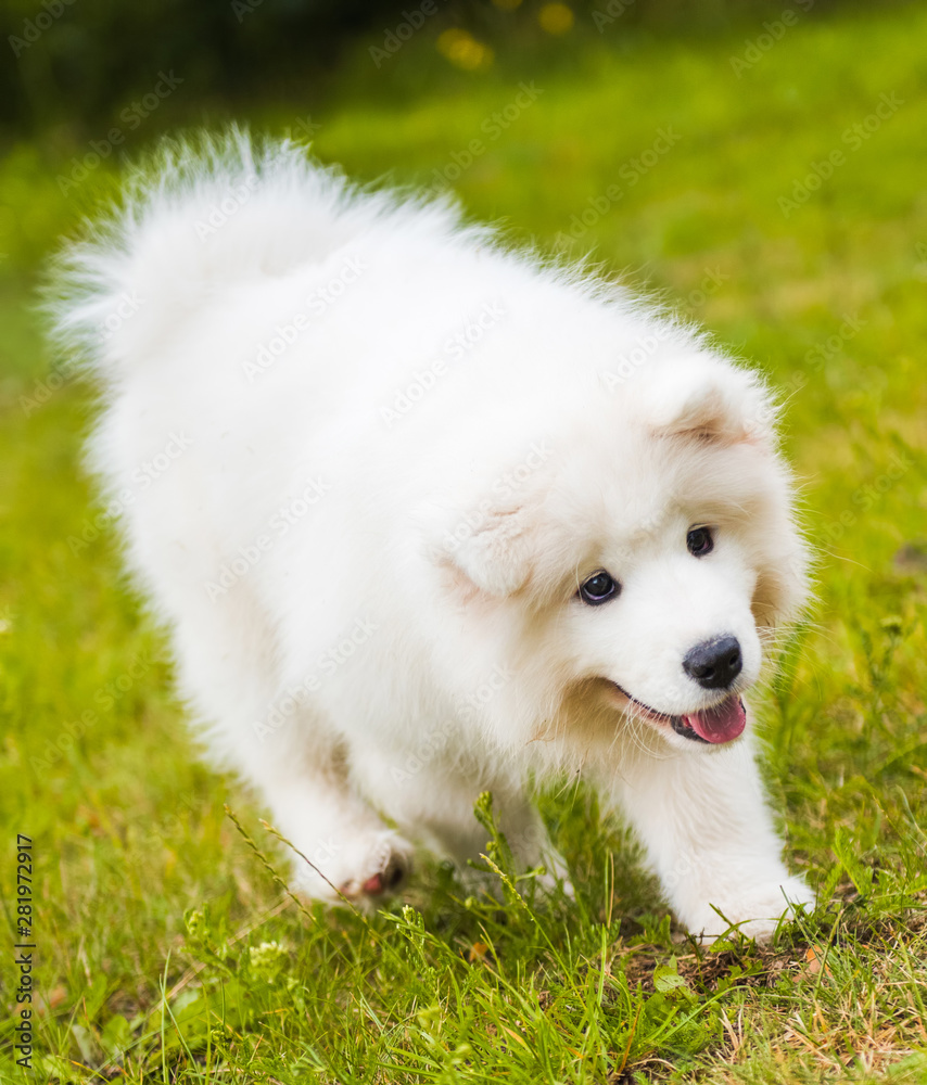 Adorable samoyed puppy is running