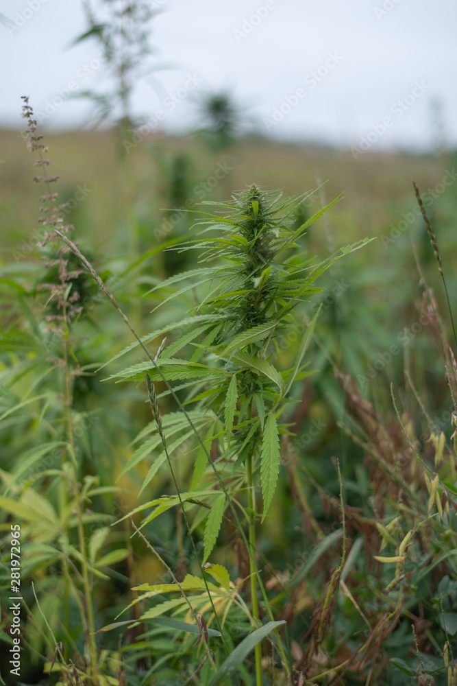 fields of industrial hemp in Estonia