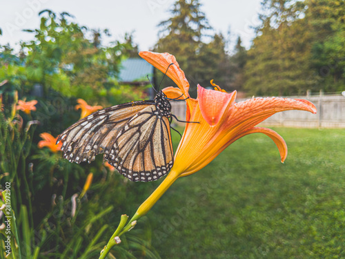 The Monarch