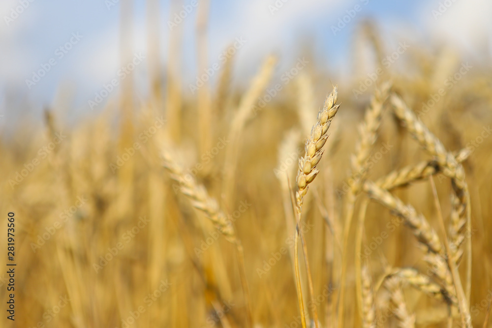 Beautiful summer landscape. Ripe wheat field, wheat ears, shallow depth of field. Harvest idea concept. rural scenery with blue sky with sun. creative image. Beautiful summer landscape. Ripe wheat field, wheat ears, shallow depth of field. Harvest idea concept. rural scenery with blue sky with sun. creative image.