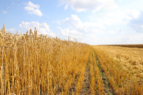 Beautiful summer landscape. Ripe wheat field  wheat ears  shallow depth of field. Harvest idea concept. rural scenery with blue sky with sun. creative image.