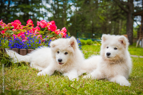Fototapeta Naklejka Na Ścianę i Meble -  Two Funny Samoyed puppies dogs in the garden on the green grass with flowers