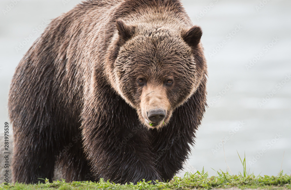 Grizzly bear in the spring