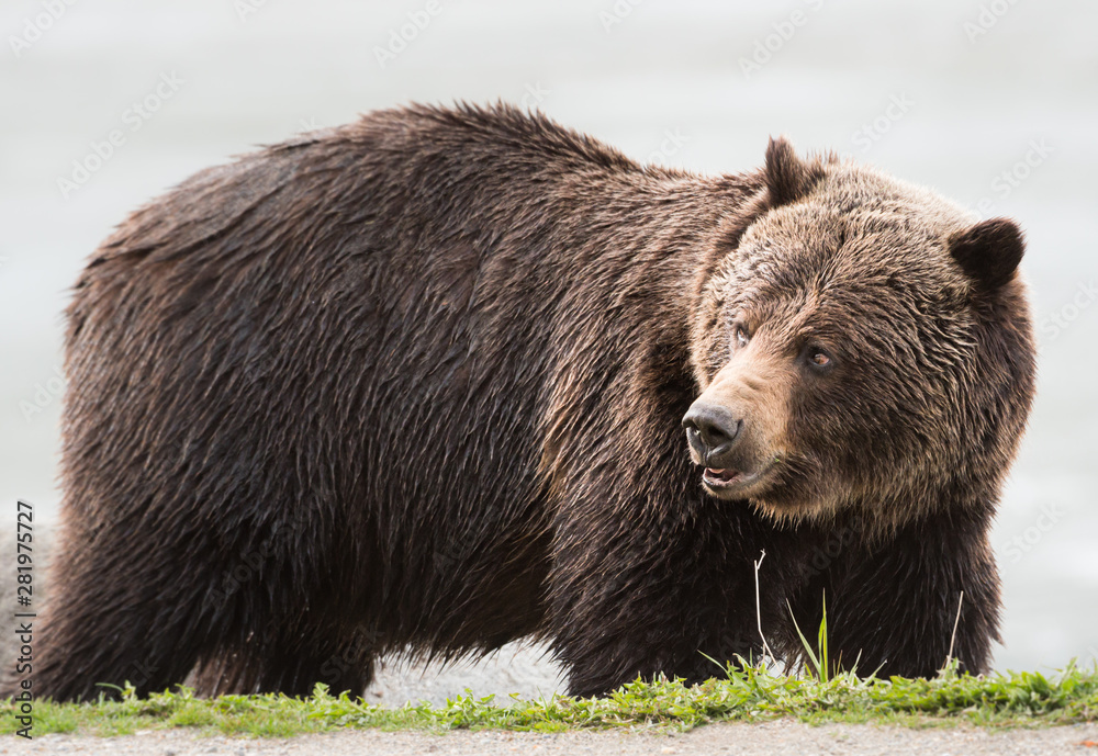 Grizzly bear in the spring