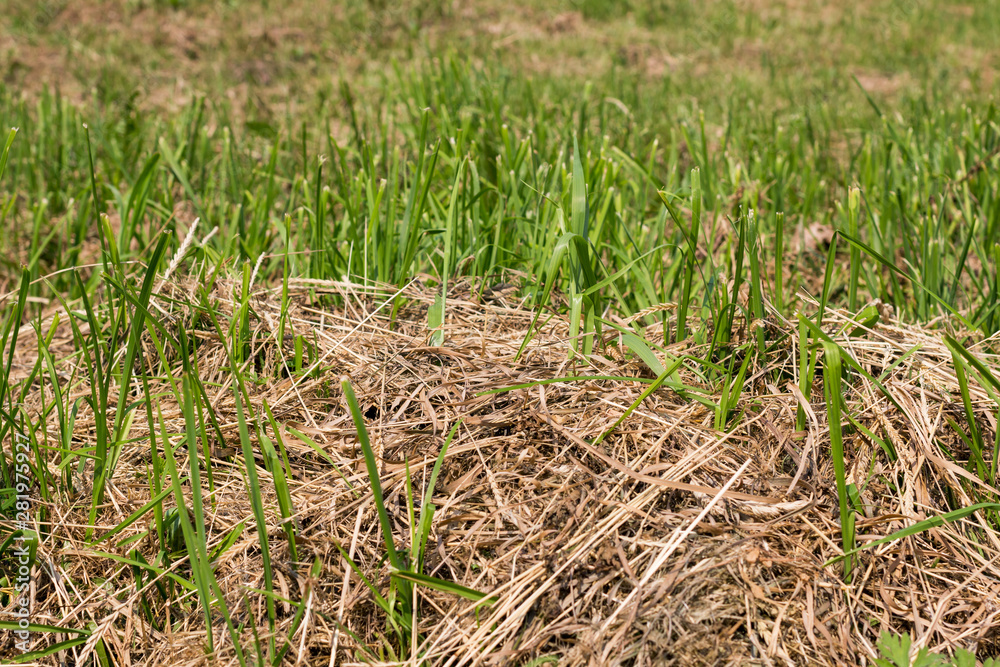 background old dry grass and a young green grass background old dry grass and a young green grass