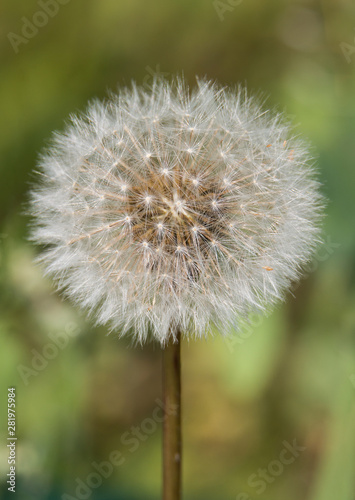 Dandelion against the background of grass. Macro