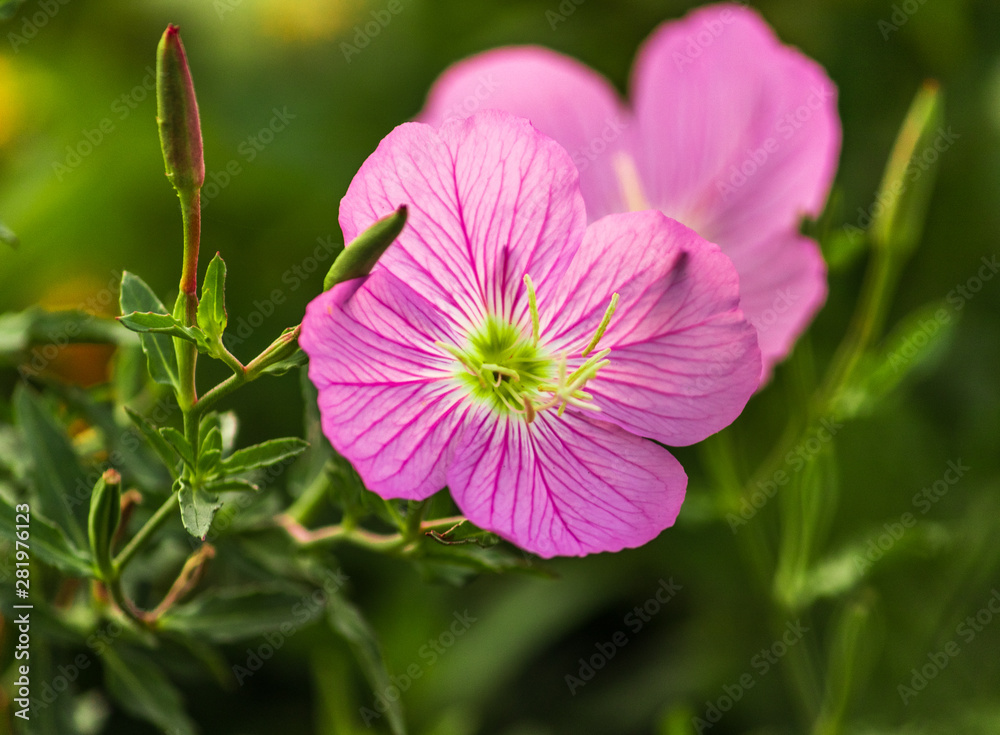 Fototapeta premium pink flower in the garden