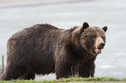 Grizzly bear in the spring © Jillian