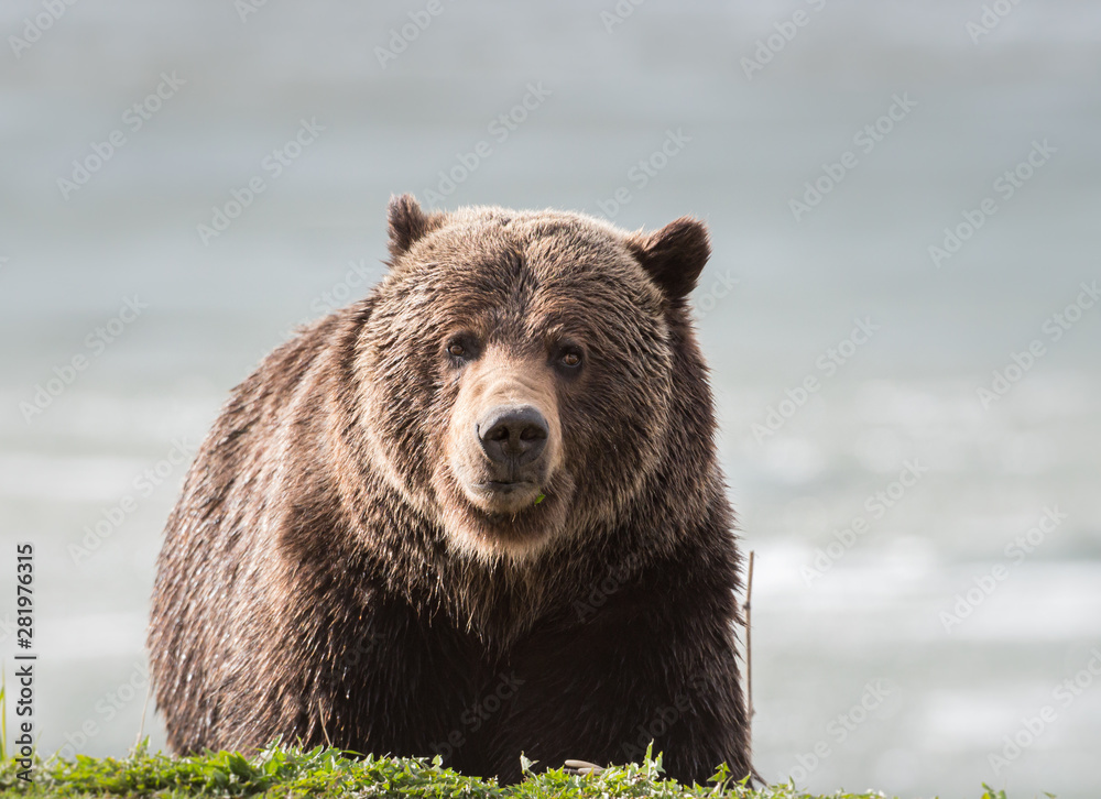 Fototapeta premium Grizzly bear in the spring
