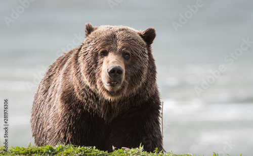 Grizzly bear in the spring