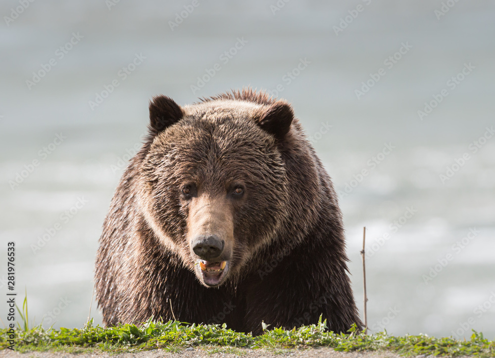 Grizzly bear in the spring Grizzly bear in the spring