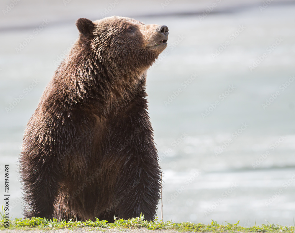 Obraz premium Grizzly bear in the spring